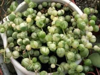 Curio rowleyanus 'Variegatus' (Cadena de perlas abigarradas) alias Senecio rowleyanus 'Variegatus'