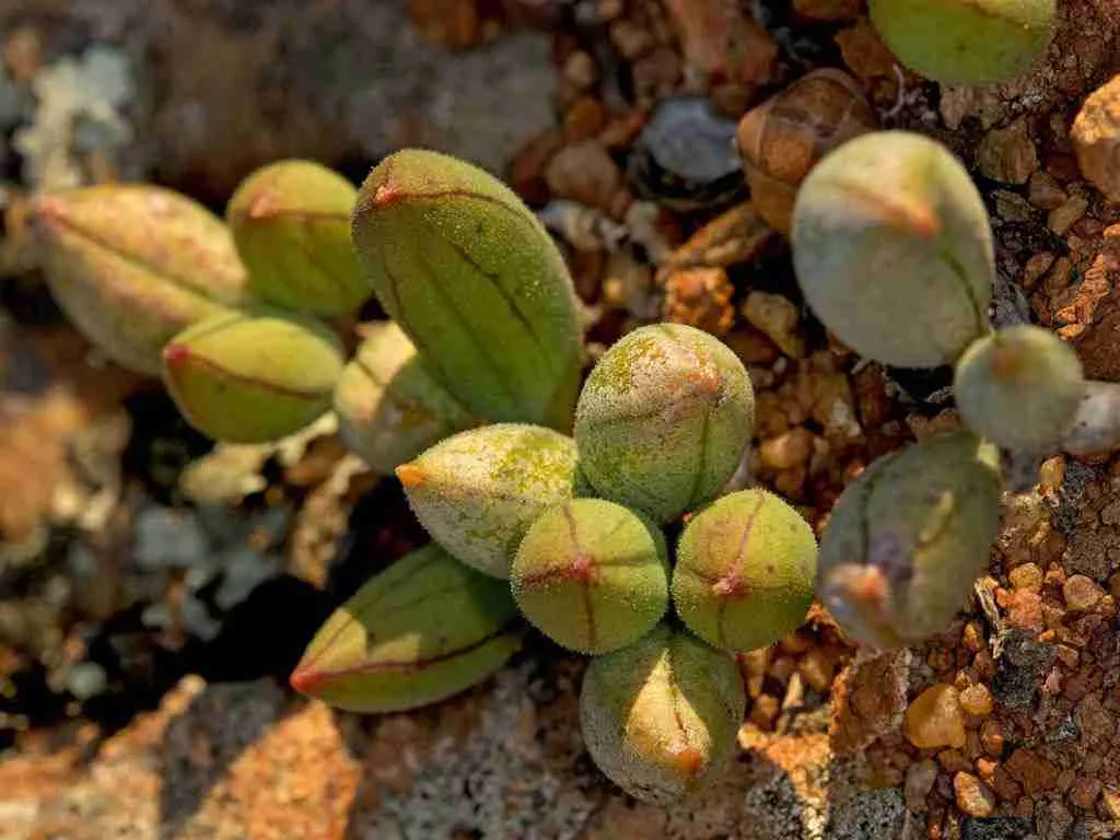 Curio sulcicalyx alias Senecio sulcicalyx