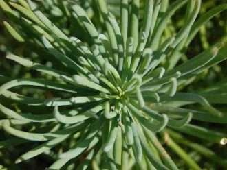 Curio talinoides (Palitos de tiza de hoja estrecha) también conocido como Senecio talinoides