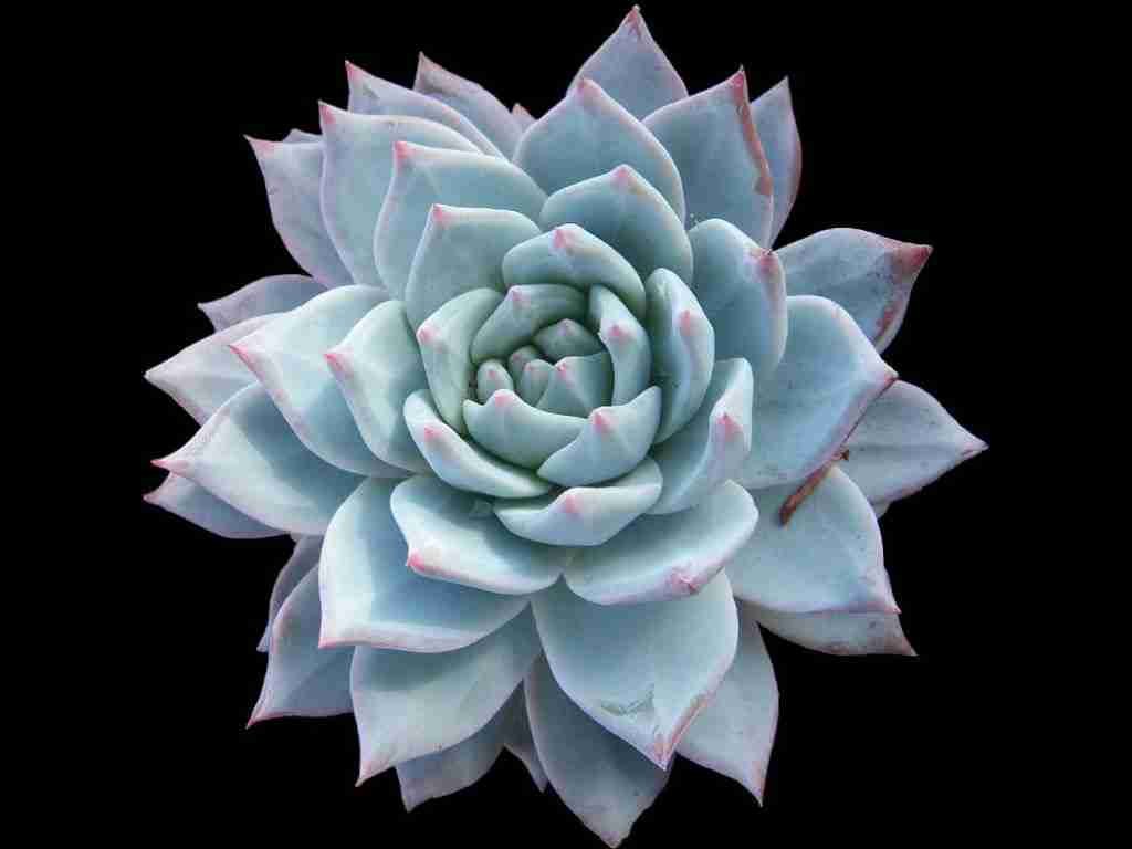 Echeveria 'pájaro azul'