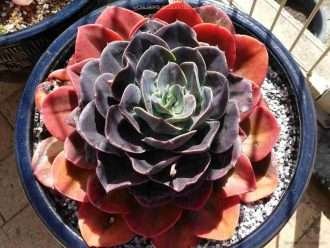 Echeveria 'Metal Azul'
