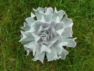 Echeveria 'Lago de los Cisnes' también conocida como Echeveria 'Doppler'