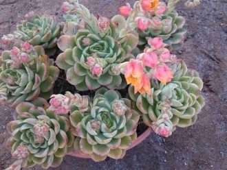 Echeveria 'Lime n' Chile' también conocida como Echeveria 'Lime n' Chili'