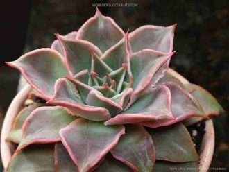 Echeveria 'Madiba'