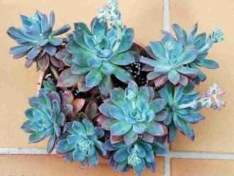 Echeveria 'Príncipe Azul'