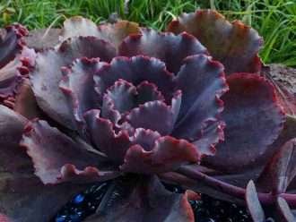 Echeveria 'Rojo Plateado'