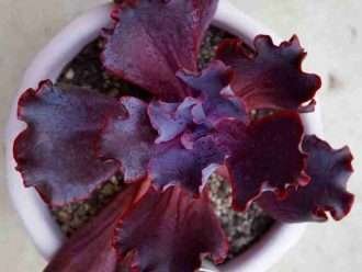Echeveria 'San Valentín'