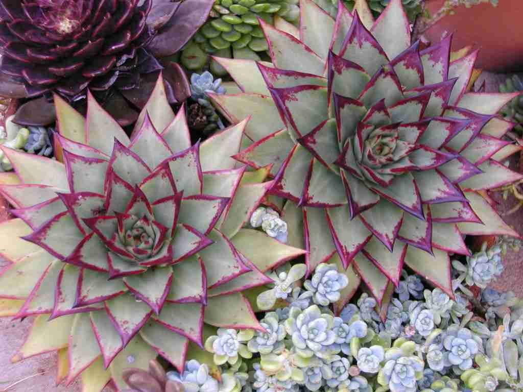 Echeveria agavoides 'Ebony' (Ágave de cera de ébano)