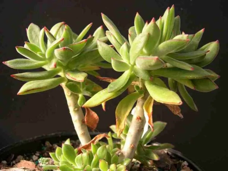 Echeveria harmsii (planta de peluche)