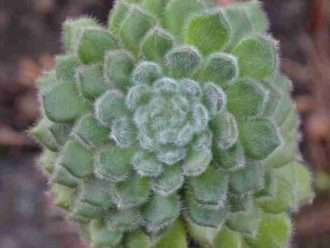 Echeveria setosa (petardo mexicano)