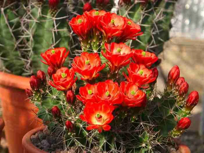 Echinocereus coccineus (cactus erizo escarlata)