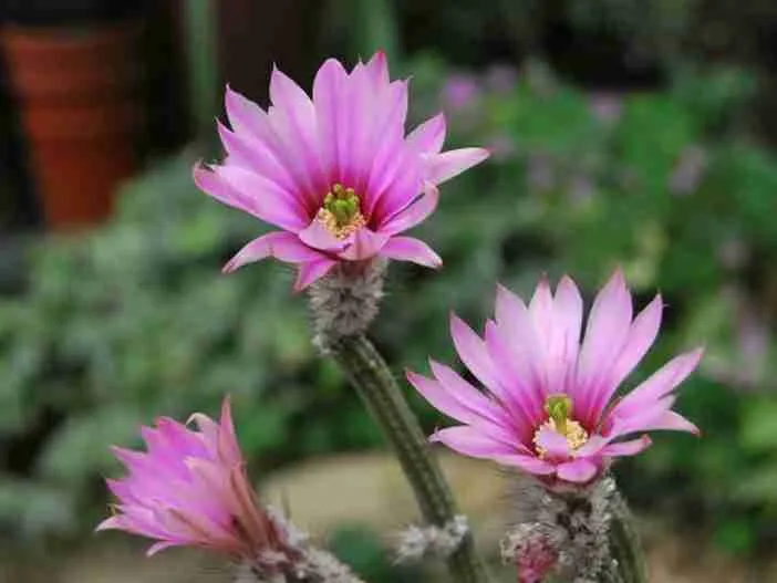 Echinocereus poselgeri - Dalia Cactus