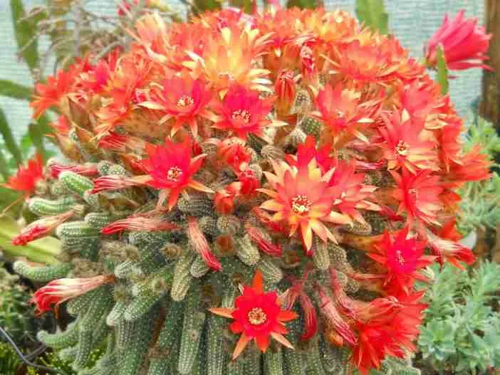 Echinopsis chamaecereus (Cactus de maní)