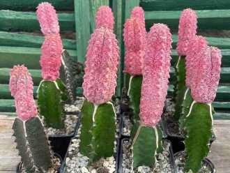 Euphorbia abdelkuri 'Damasco'