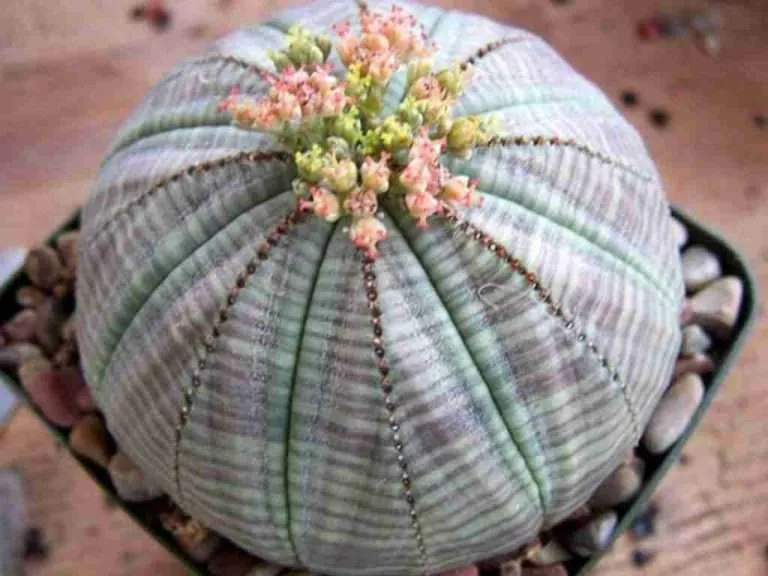 Euphorbia obesa (Planta de béisbol)