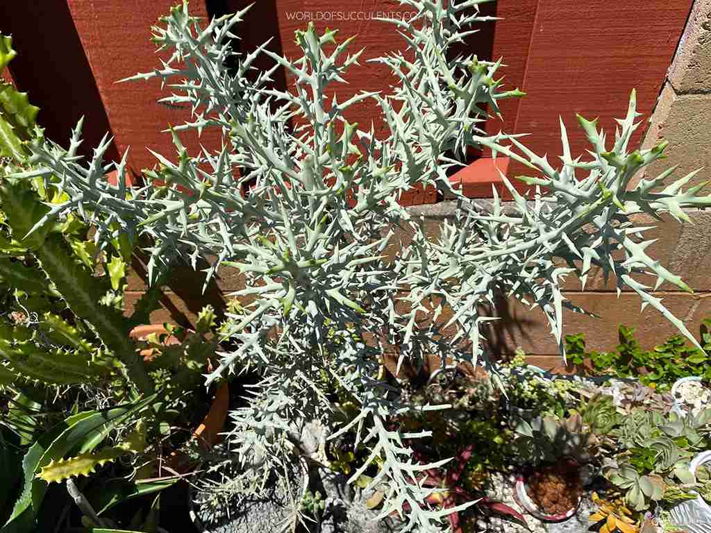 Euphorbia stenoclada (matorral de Stiver)