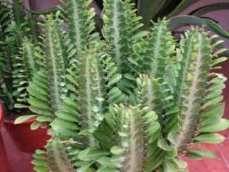 Euphorbia trigona (árbol de leche africano)