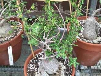 Fockea capensis, también conocida como Fockea crispa