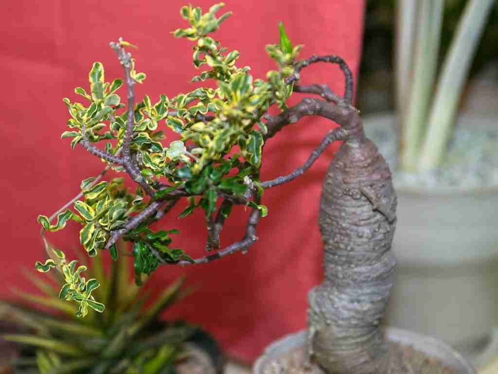 Fockea edulis 'Variegata' (Pan hotentote)