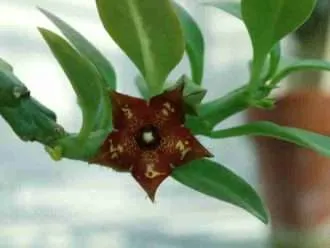 Frerea indica