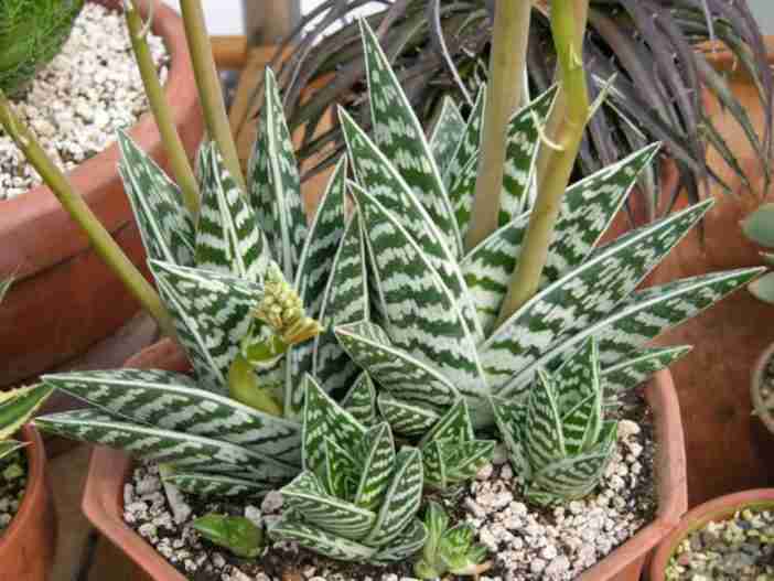Gonialoe variegata (Tiger Aloe), también conocido como Aloe variegata