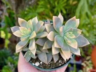 Graptopetalum paraguayense 'Variegatum' (Planta Fantasma)