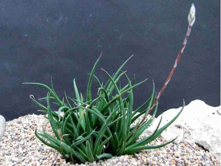 Haworthia angustifolia (Haworthia de hoja estrecha)