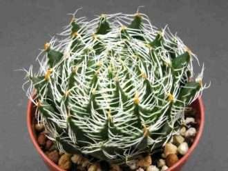 Haworthia arachnoidea var. escabrispina