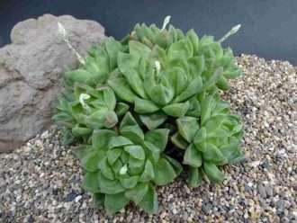 Haworthia cymbiformis (Ventana de la catedral Haworthia)
