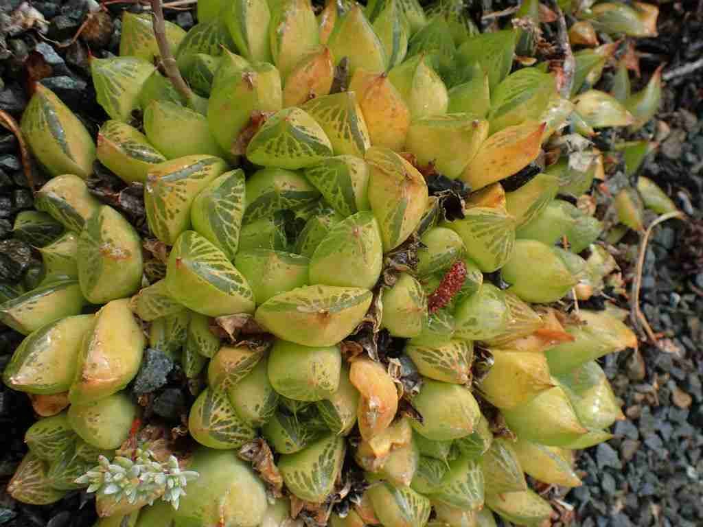 Haworthia transiens también conocida como Haworthia cymbiformis var.  transitorios