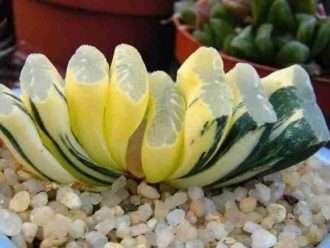 Haworthia truncata 'Variegata' (dientes de caballo)