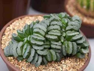 Haworthia truncata (dientes de caballo)