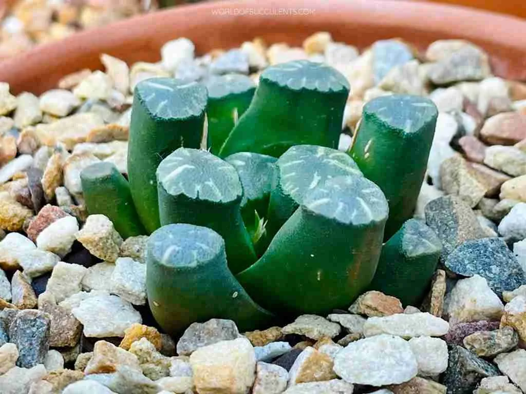 Haworthia truncata var.  maughanii (Haworthia de Maughan)