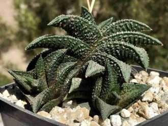 Haworthiopsis 'Onigawara' alias Haworthia 'Onigawara'