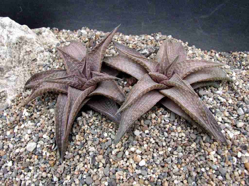 Haworthiopsis 'Piel de cocodrilo', también conocida como Haworthia 'Piel de cocodrilo'