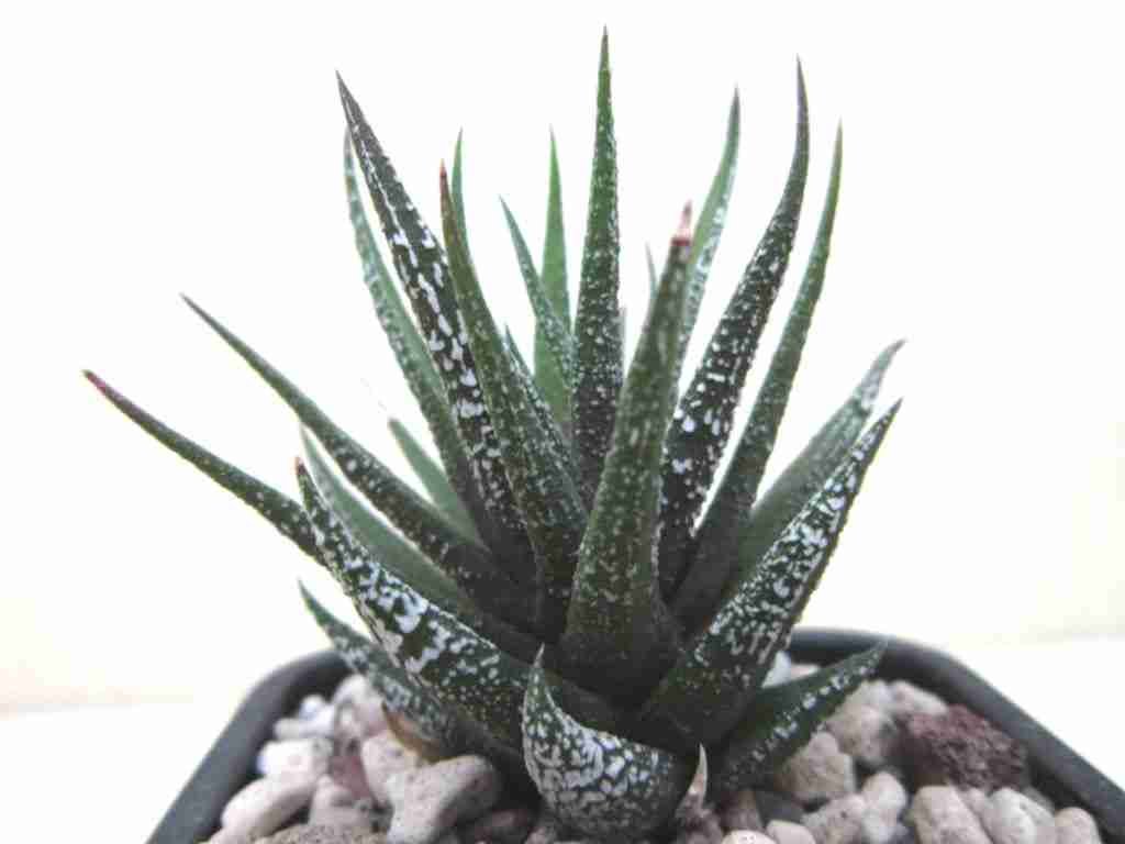 Haworthiopsis attenuata 'Crazed Glaze' también conocida como Haworthia attenuata 'Crazed Glaze'