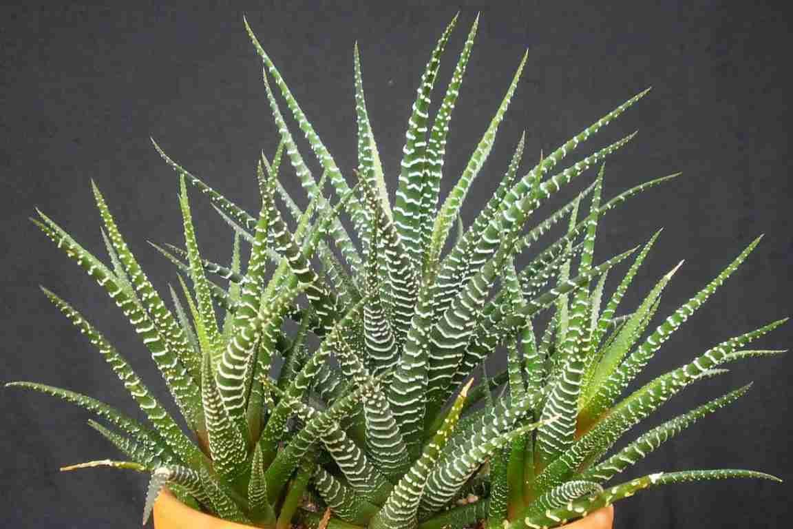 Haworthiopsis attenuata (planta cebra) también conocida como Haworthia attenuata