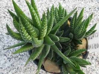 Haworthiopsis fasciata (planta cebra) también conocida como Haworthia fasciata
