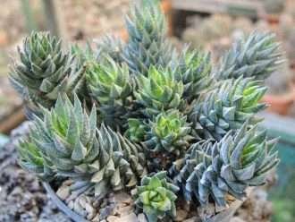 Haworthiopsis glauca var. herrei también conocido como Haworthia glauca var. herrei o Haworthia herrei