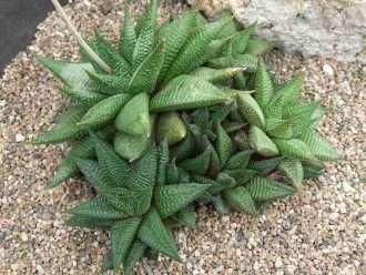 Haworthiopsis limifolia var gigantea también conocida como Haworthia limifolia var.  gigantea