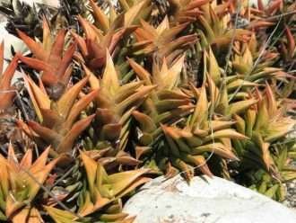 Haworthiopsis pungens también conocida como Haworthia pungens