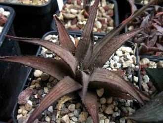 Haworthiopsis woolleyi, también conocida como Haworthia woolleyi o Haworthia venosa subsp. lanaleyi
