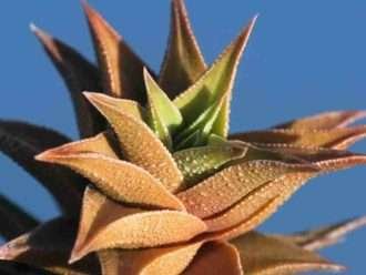 Haworthiopsis × pseudorigida también conocida como Haworthia tortuosa var. pseudorigida