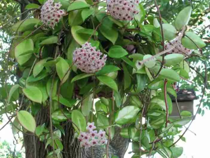 Hoya carnosa (Planta de cera)