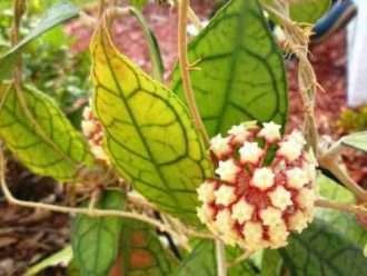Hoya finlaysonii (Planta de cera)