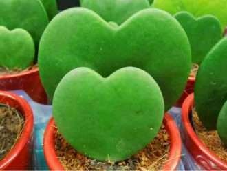 Hoya kerrii (Sweetheart Hoya)