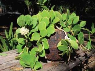 Hoya pachyclada - Planta de cera