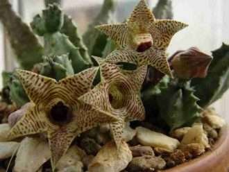 huernia thuretii