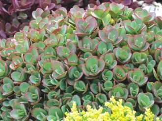 Hylotelephium 'Lime Zinger' (Lime Zinger Stonecrop) también conocido como Sedum 'Lime Zinger'