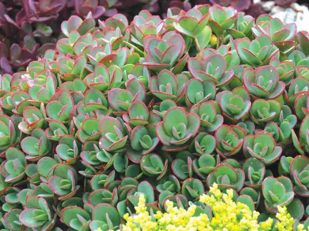 Hylotelephium 'Lime Zinger' (Lime Zinger Stonecrop) también conocido como Sedum 'Lime Zinger'